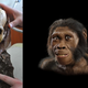 Illustration for article titled Scientists uncover the oldest complete human ancestor skeleton yet found